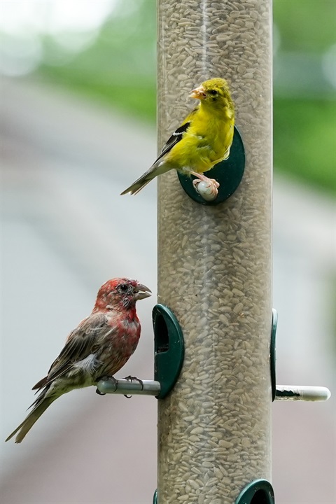 A photo of two birds at a bird feeder. 