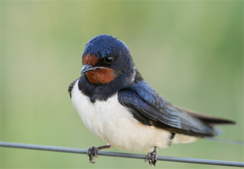 A photo of a barnswallow bird resting on a perch.