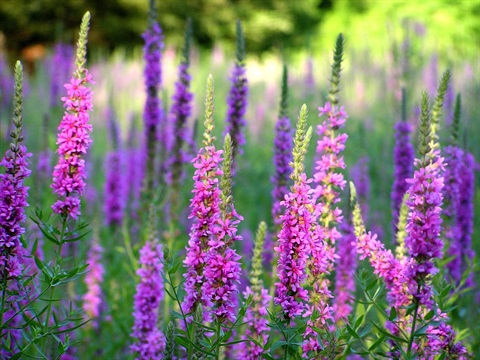 A photo of Purple Loosestrife