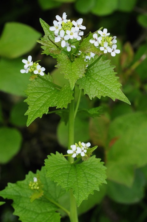 A photo of garlic mustard