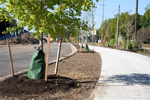 A photo of newly planted trees along Michikal St from 2024.
