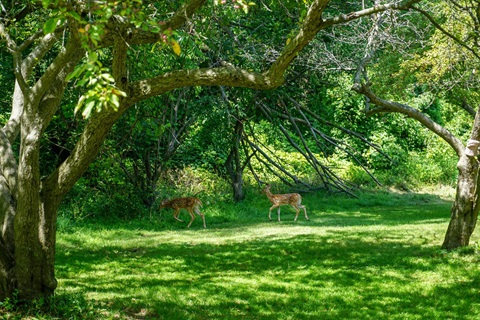 Two deer in one of Kalamazoo's city parks